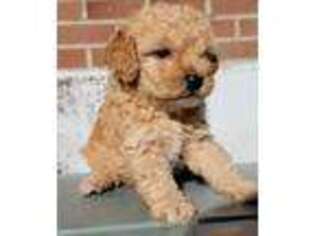Mutt Puppy for sale in Magnolia, MS, USA
