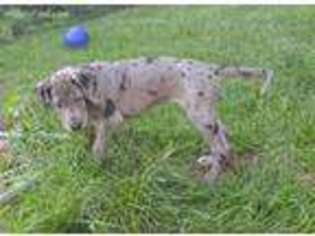 Great Dane Puppy for sale in Auburn Hills, MI, USA