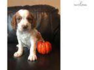 Brittany Puppy for sale in Greenville, SC, USA