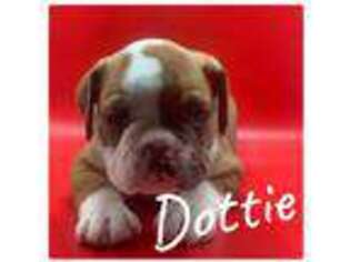 Olde English Bulldogge Puppy for sale in Tompkinsville, KY, USA