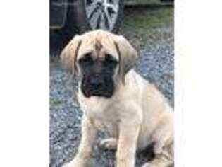 Mastiff Puppy for sale in Ellijay, GA, USA