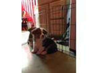 Pembroke Welsh Corgi Puppy for sale in Smithville, TX, USA