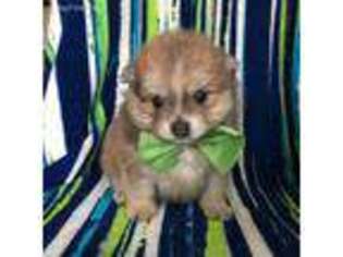Pomeranian Puppy for sale in Rising Sun, MD, USA