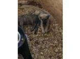 Irish Wolfhound Puppy for sale in Arcanum, OH, USA