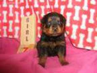 Rottweiler Puppy for sale in Belleville, IL, USA