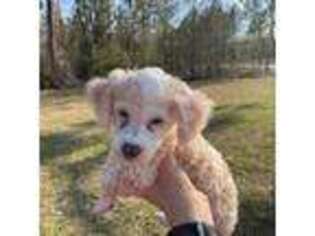 Mutt Puppy for sale in Jesup, GA, USA