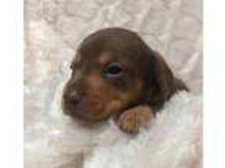 Dachshund Puppy for sale in Camden, AL, USA