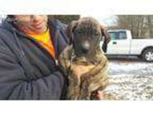 Great Dane Puppy for sale in Swan Lake, NY, USA