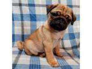 Pug Puppy for sale in Red Oak, TX, USA
