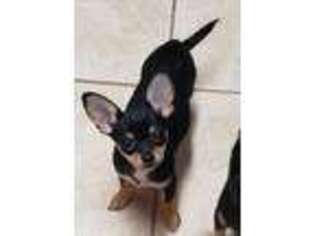 Chihuahua Puppy for sale in Gilbert, SC, USA