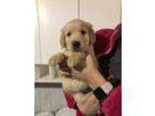 Golden Retriever Puppy for sale in Stanton, IA, USA