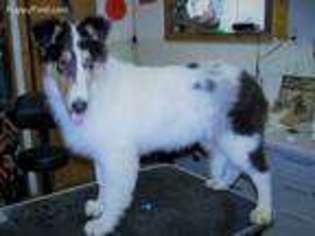 Collie Puppy for sale in Polk, OH, USA