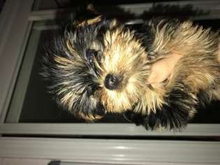 Yorkshire Terrier Puppy for sale in Travis AFB, CA, USA