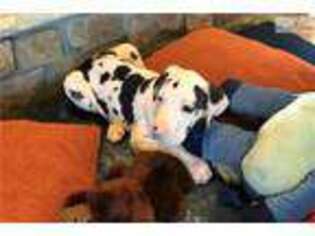 Great Dane Puppy for sale in Fayetteville, AR, USA