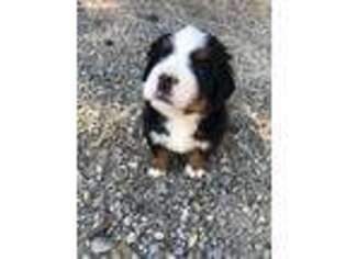 Bernese Mountain Dog Puppy for sale in Bonners Ferry, ID, USA