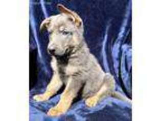 German Shepherd Dog Puppy for sale in Palmyra, PA, USA