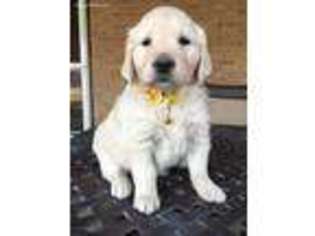 Golden Retriever Puppy for sale in Sumner, TX, USA