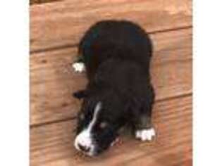 Mutt Puppy for sale in Leonard, TX, USA