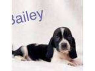 Basset Hound Puppy for sale in Collins, MO, USA