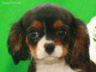 Cavalier King Charles Spaniel Puppy for sale in Shawnee, OK, USA