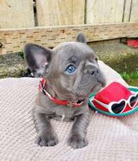 French Bulldog Puppy for sale in Youngstown, OH, USA