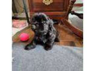 Mutt Puppy for sale in Rockmart, GA, USA