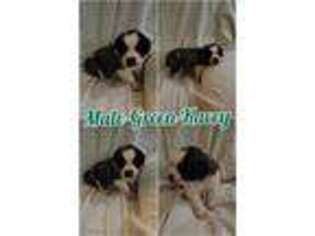 Saint Bernard Puppy for sale in Macon, GA, USA