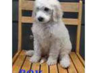 Goldendoodle Puppy for sale in Anaheim, CA, USA