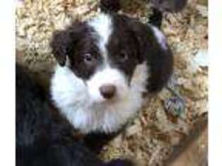 Border Collie Puppy for sale in Danville, IL, USA