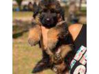 German Shepherd Dog Puppy for sale in Little Elm, TX, USA