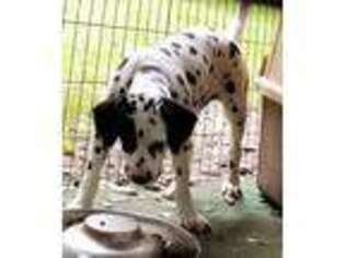 Dalmatian Puppy for sale in Marshall, TX, USA