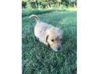 Golden Retriever Puppy for sale in Neosho, MO, USA