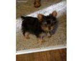 Yorkshire Terrier Puppy for sale in Cullman, AL, USA