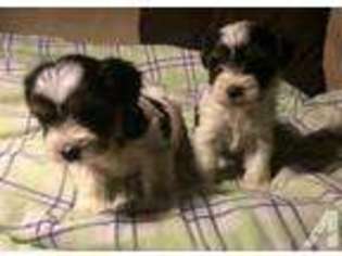 Yorkshire Terrier Puppy for sale in TOCCOA, GA, USA