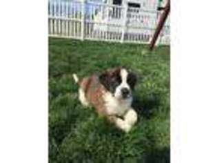 Saint Bernard Puppy for sale in Newville, PA, USA