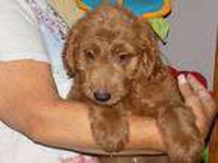Goldendoodle Puppy for sale in Fort Dodge, IA, USA