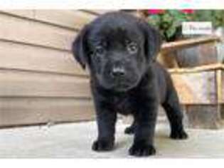 Labrador Retriever Puppy for sale in Evansville, IN, USA