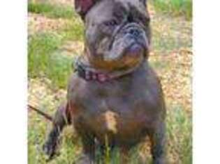 French Bulldog Puppy for sale in Demopolis, AL, USA