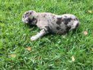 Great Dane Puppy for sale in Boerne, TX, USA