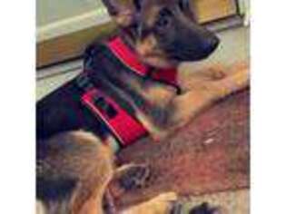 German Shepherd Dog Puppy for sale in New Haven, CT, USA