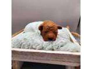 Mutt Puppy for sale in Danville, PA, USA