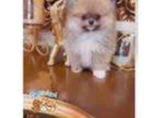 Pomeranian Puppy for sale in Mira Loma, CA, USA