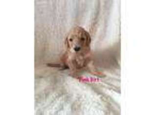 Goldendoodle Puppy for sale in Sikeston, MO, USA