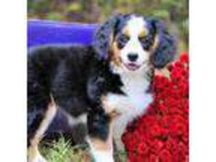 Bernese Mountain Dog Puppy for sale in Appomattox, VA, USA