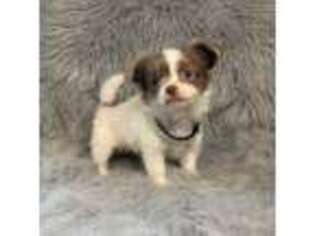 Chihuahua Puppy for sale in Starr, SC, USA