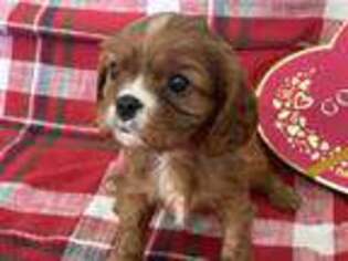Cavalier King Charles Spaniel Puppy for sale in Britton, SD, USA