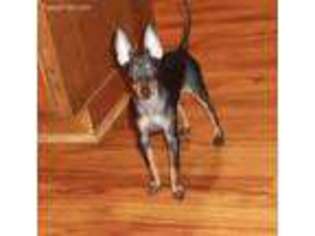 Mutt Puppy for sale in Clinton, PA, USA
