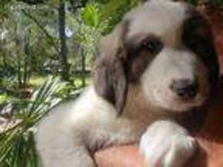 Mutt Puppy for sale in Lecanto, FL, USA