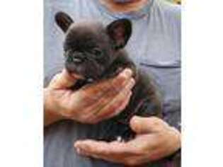 French Bulldog Puppy for sale in Solway, MN, USA
