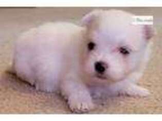 Maltese Puppy for sale in Little Rock, AR, USA